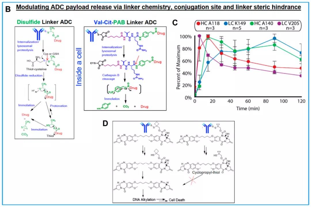 ADC linker 3