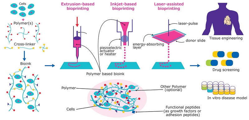 3d-bioprinting-of-tissue-and-organs