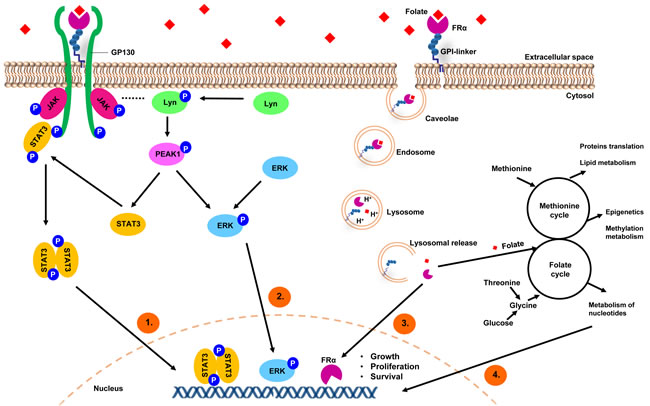 A model depicting FRα-mediated internalization of folates and regulation of cancer signaling