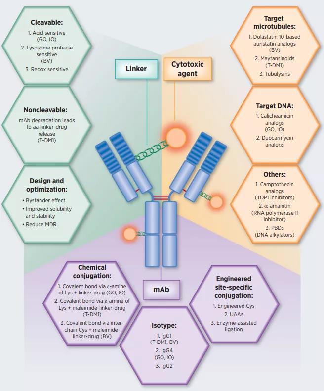 ADC drug design