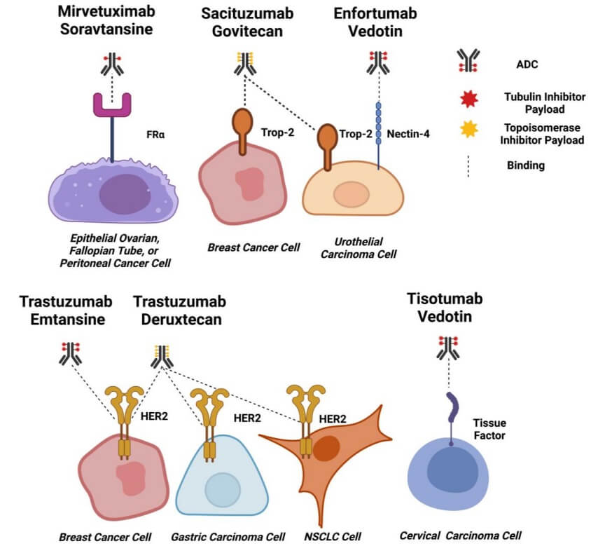 ADC target for solid tumors