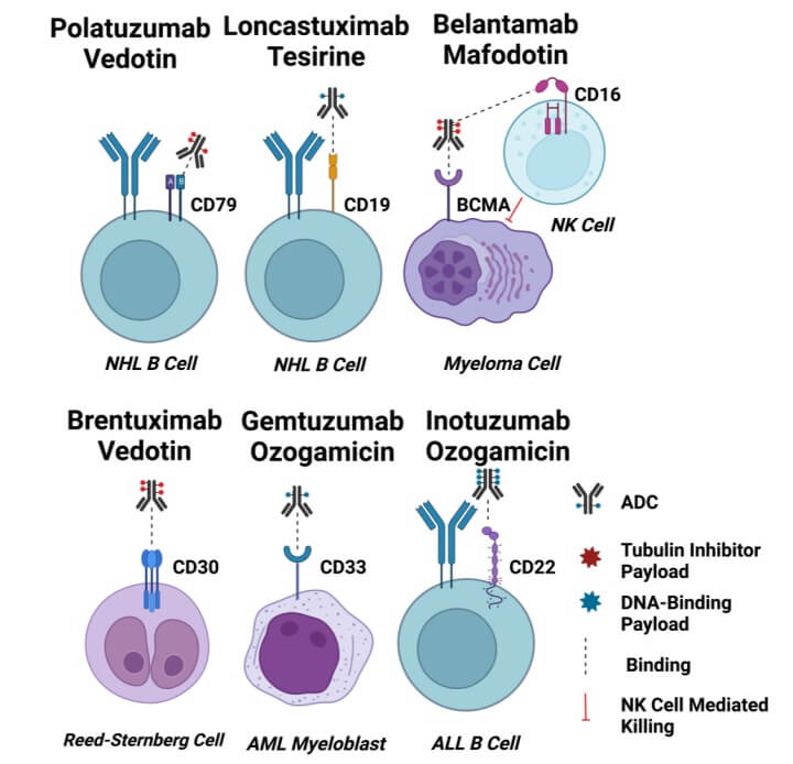 ADC targets for hematological tumors