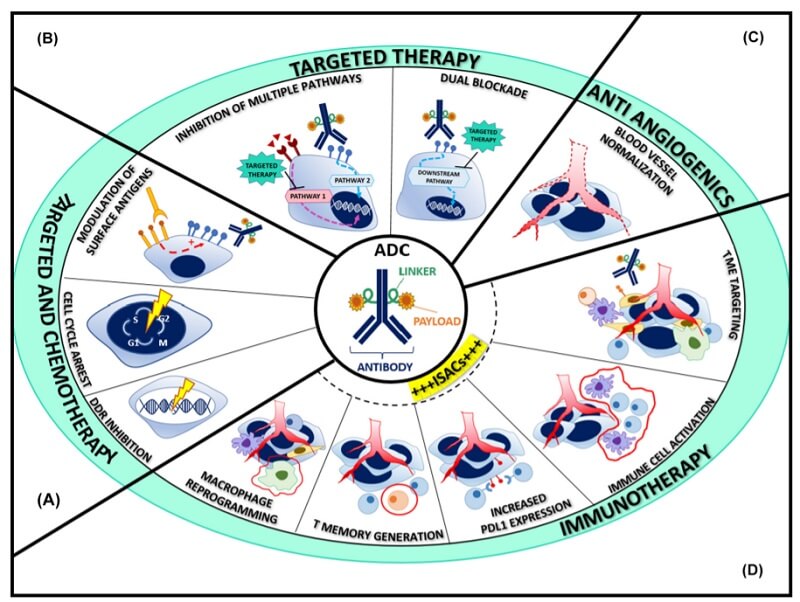 ADC-based combination therapies
