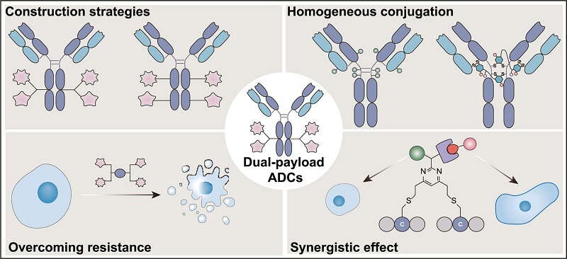 Advantages -Dual-Payload-ADCs