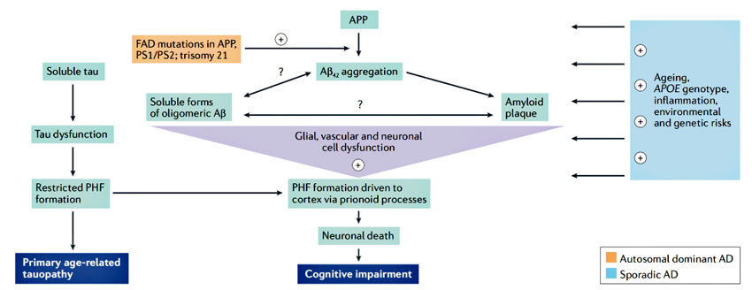 amyloid-hypothesis-of-Alzheimer-disease