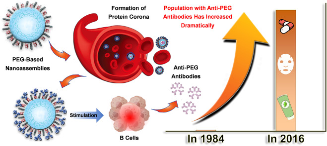 anti-peg-antibody