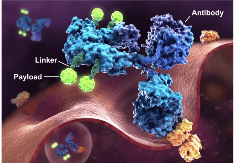 antibody drug conjugate structure