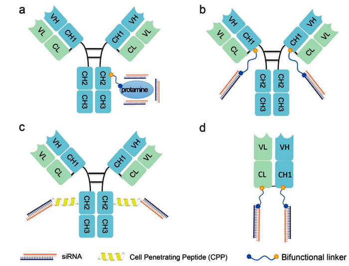 antibody-sirna-conjugates