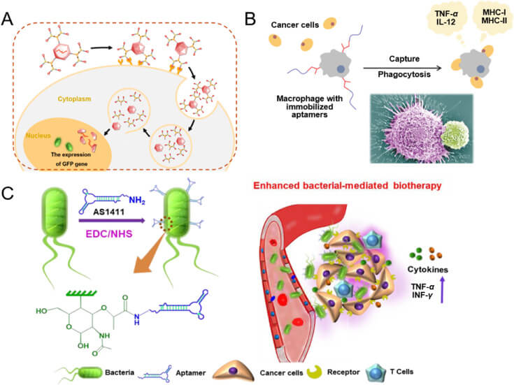 Aptamer-biotherapeutic drug conjugate