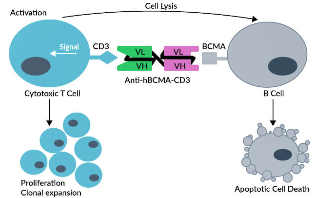 bcma-cd3