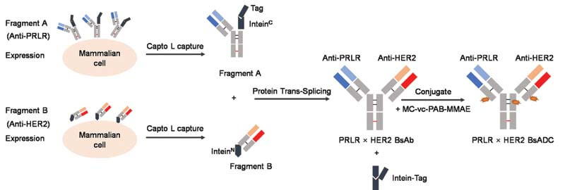 bispecific-adc