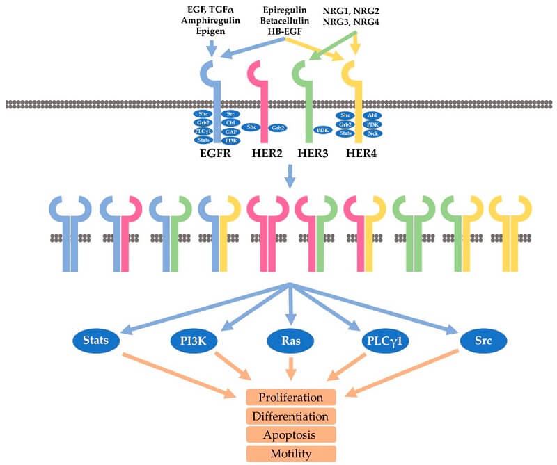 The activation of HER receptors and the downstream signaling cascades. 