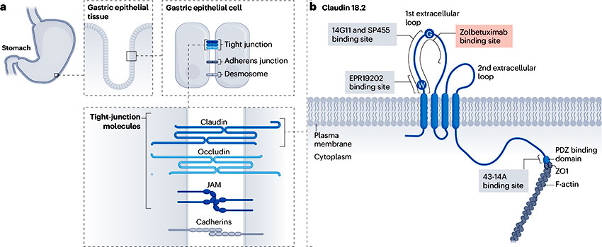 CLDN182-structure