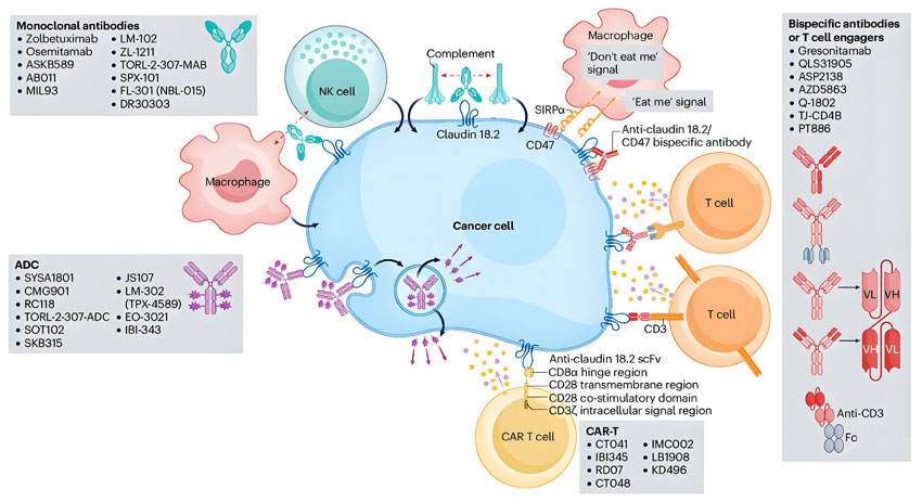 CLDN182-therapies