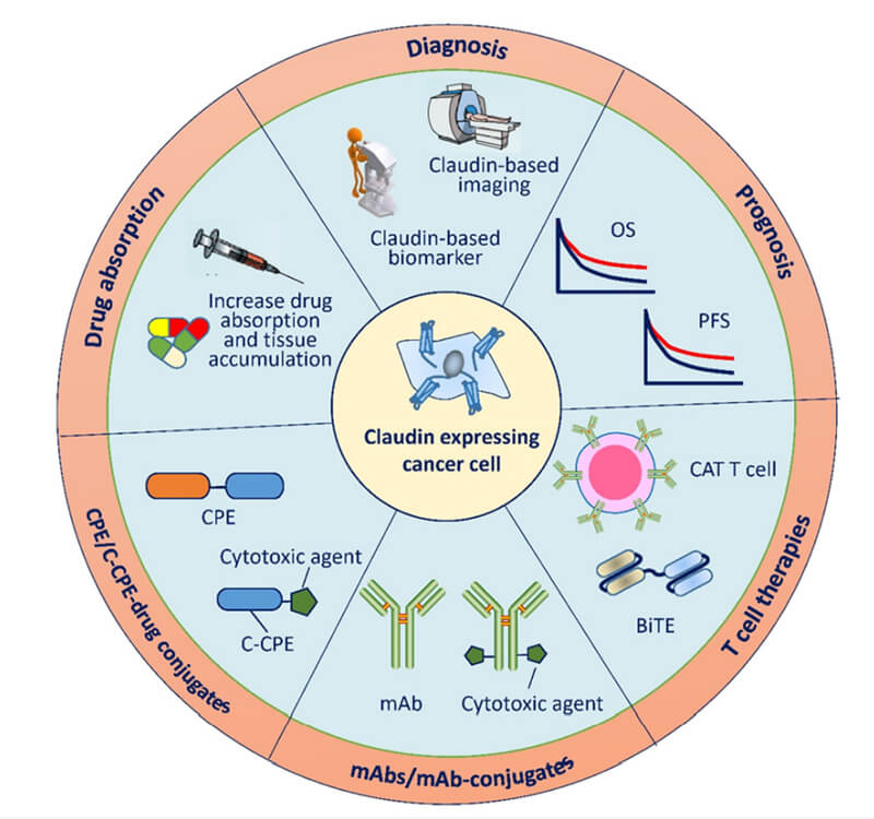 Clinical-applications-of-claudin-targeting-agent