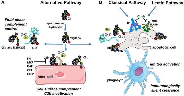 Complement-activation