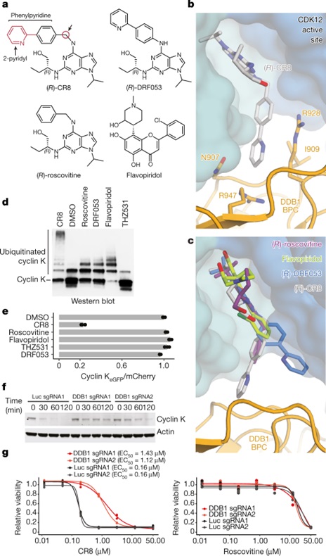 CR8 molecular glue degrader