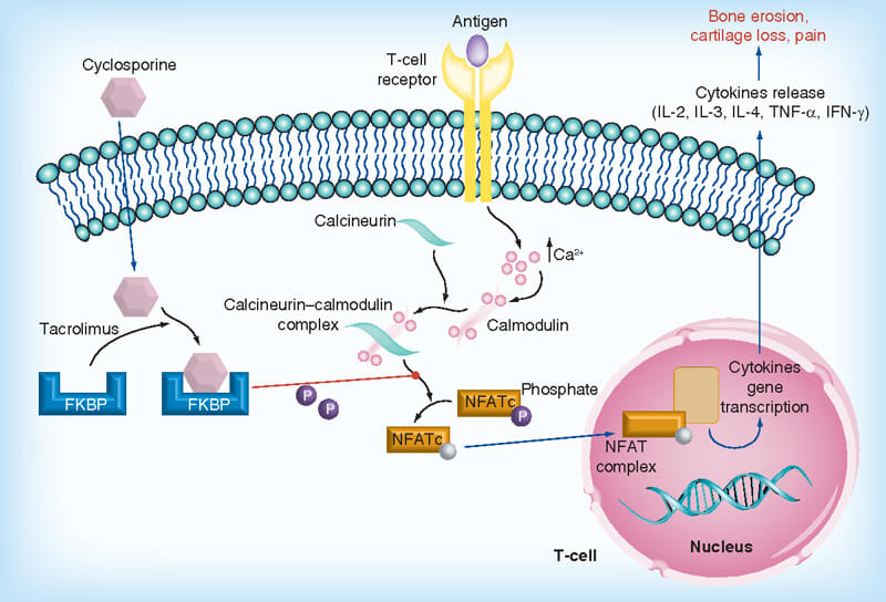 cyclosporine-on-connective-tissues