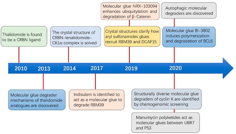 Development history of molecular glues