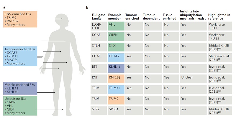 Different types of E3 ubiquitin ligases
