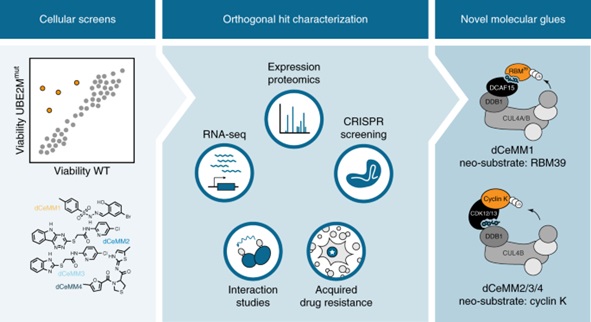Discovery of RBM39 molecular glue degraders