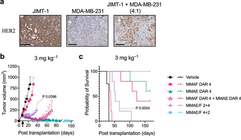 Dual-Payload ADC against Breast Tumors 1