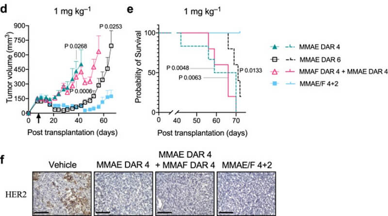 Dual-Payload ADC against Breast Tumors 2