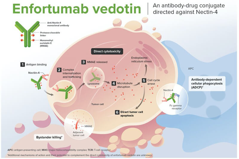 Enfortumab-vedotin