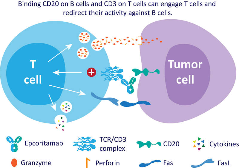 Epcoritamab-Graphic