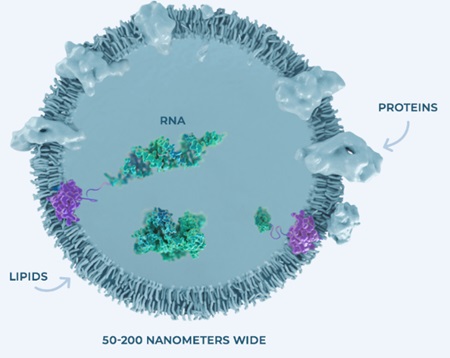 Exosome structure