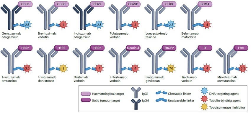 FDA-approved ADC drugs