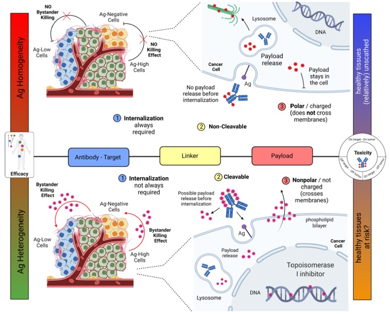 The mechanism of action of ADC
