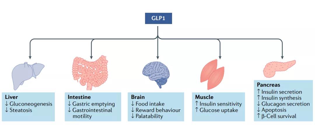 GLP1