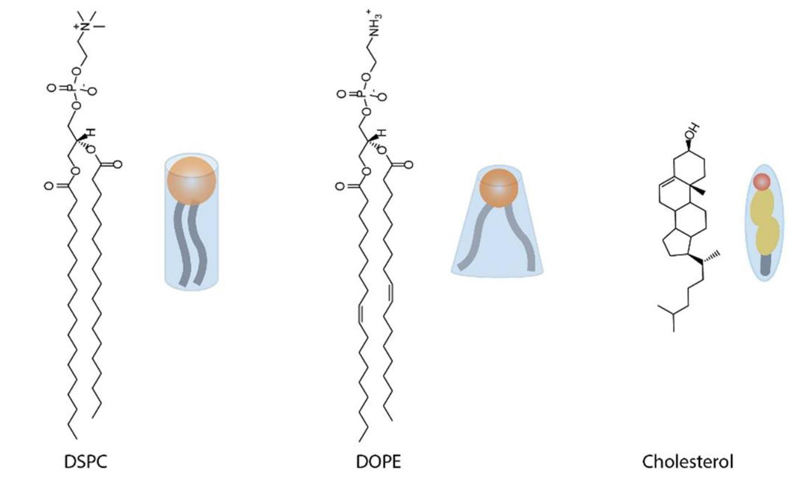 helper-lipids