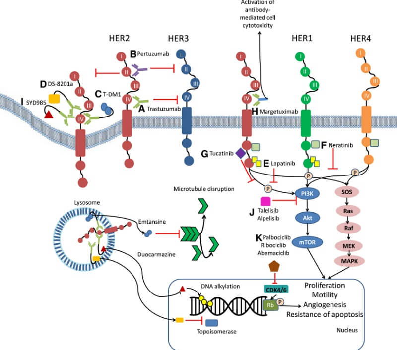 HER2-Directed Therapies-mechanism