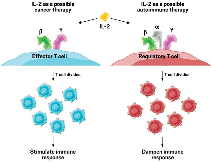 IL-2-receptors
