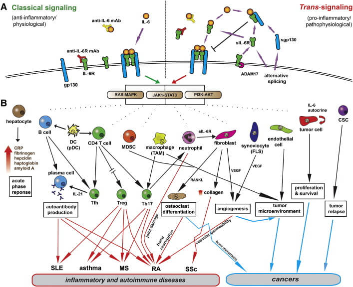 IL-6-Signalling-pathway