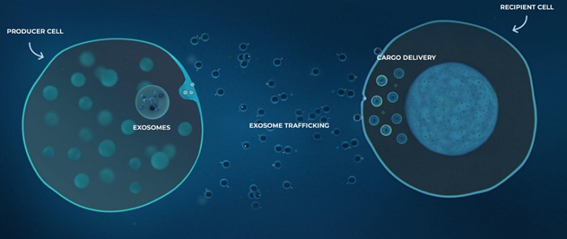 Intercellular communication via exosomes