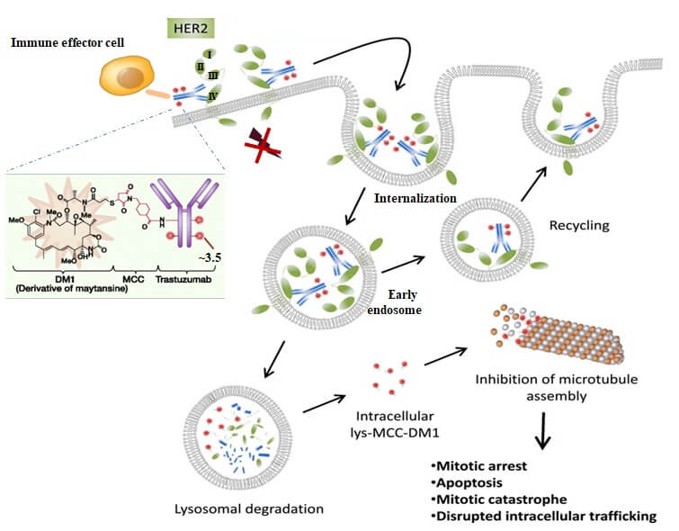 Intracellular-trafficking-of-trastuzumab-emtansine
