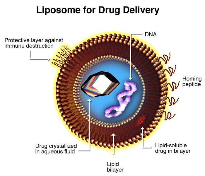 Liposome-drug-carrier