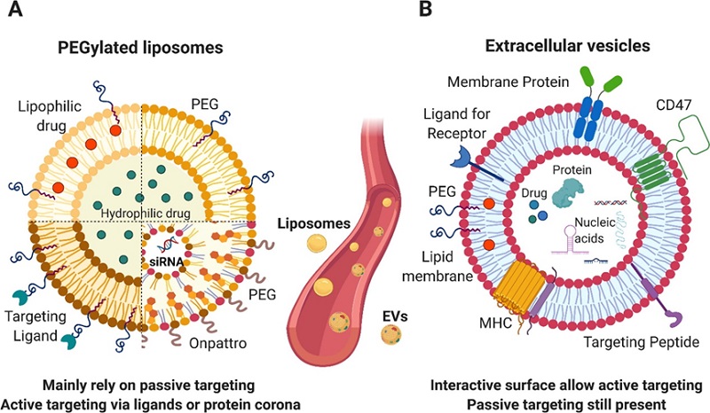 Liposomes and exosomes