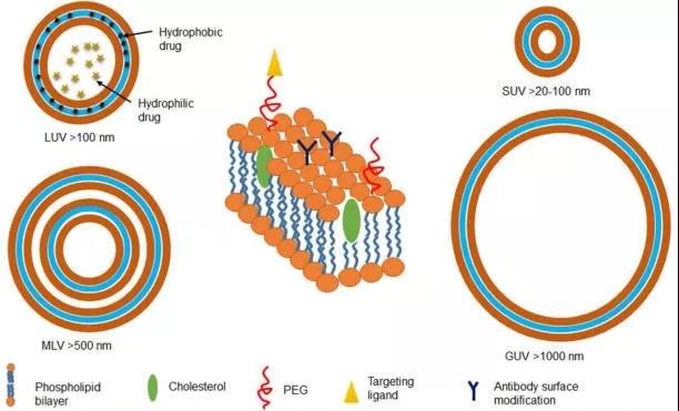 liposomes