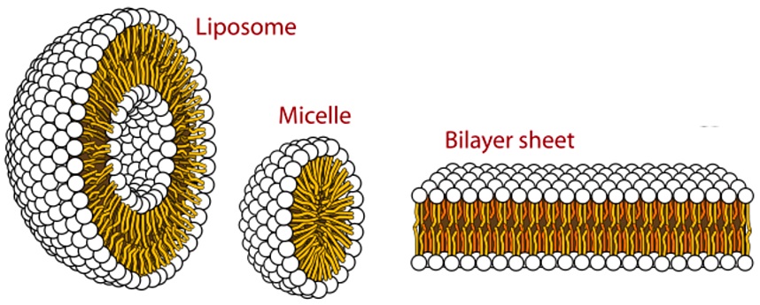 liposomes