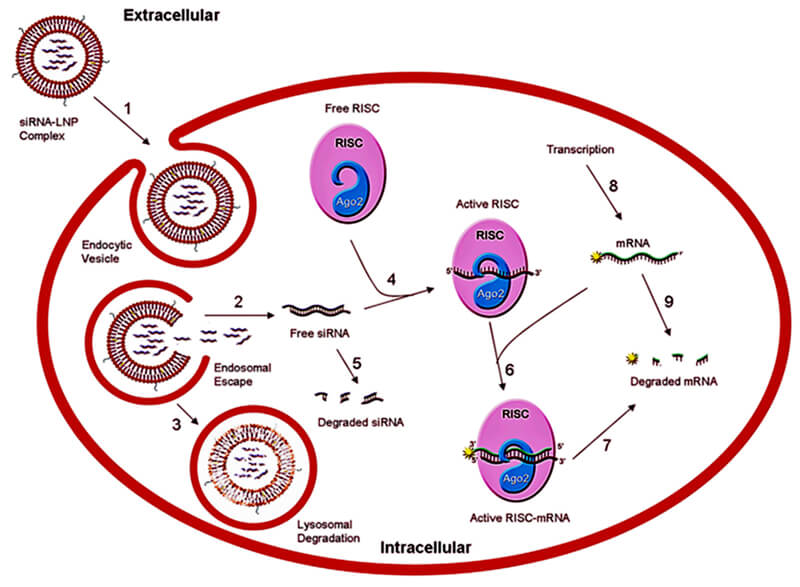 LNP-mediated-siRNA