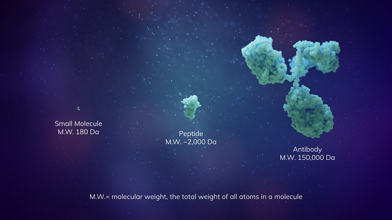  A peptide (2000 Da) compared in size to a small molecule (180 Da) and an antibody (150,000 Da).