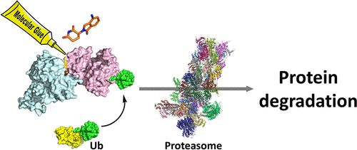 Mechanism of action of molecular glue degraders