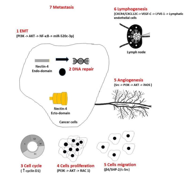 Mechanism of action of Nectin-4