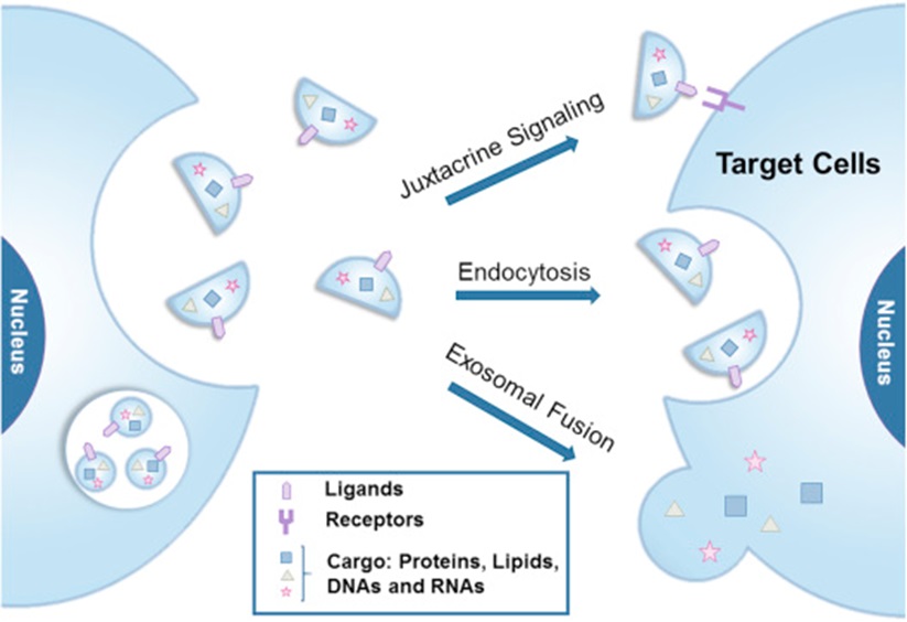 Mechanism of exosome uptake by target cells