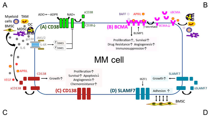 MM-target-antigens