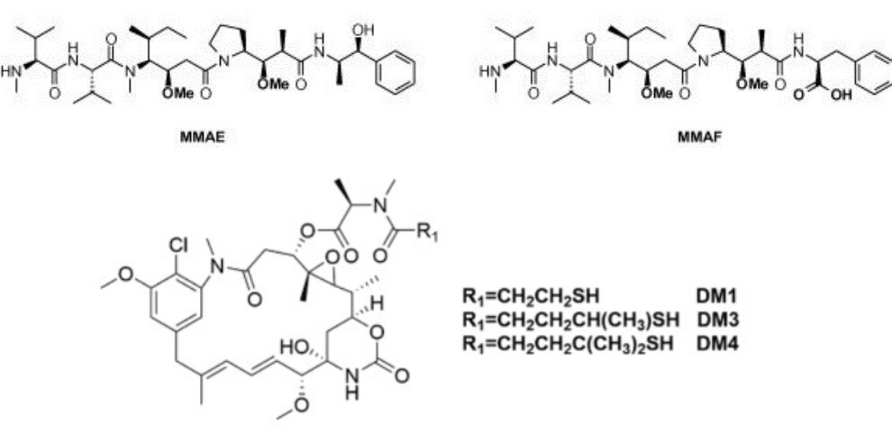 mmae-mmaf-dm1-dm4